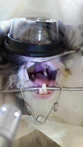 Rimozione dei denti