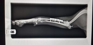 RX radio ulna